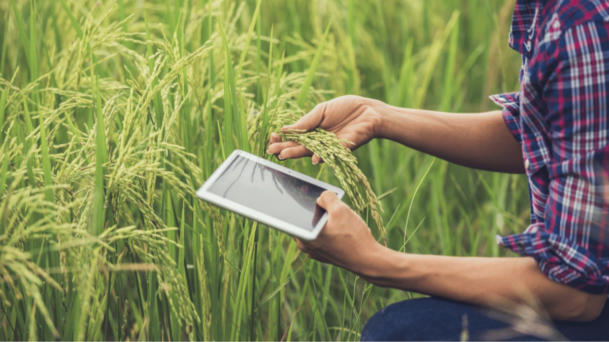 Con đường đến an ninh lương thực trong bối cảnh biến đổi khí hậu gia tăng