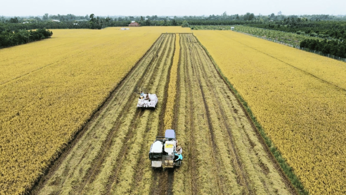 Thủ tướng chỉ đạo ‘gỡ thẻ vàng’ IUU và bảo đảm an ninh lương thực năm 2026