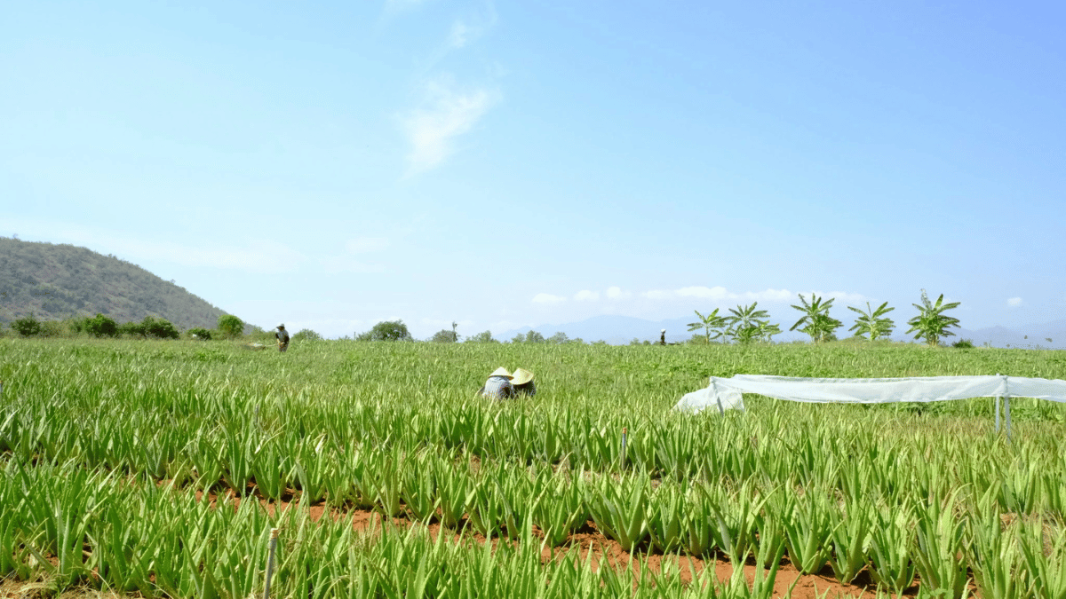 Cánh Đồng Việt dẫn đầu xu hướng nông nghiệp sạch và bền vững