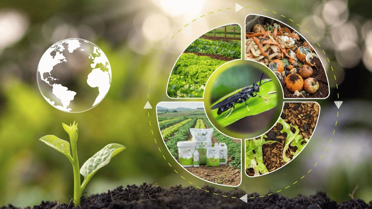 Phân bón này tạo thực phẩm sạch, giảm phát thải khí nhà kính, bảo vệ môi trường