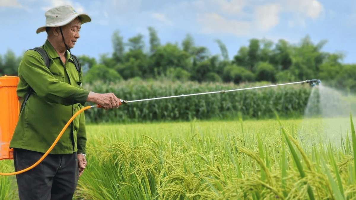 Lão nông 66 tuổi làm gạo sạch từ sữa tươi và trứng gà