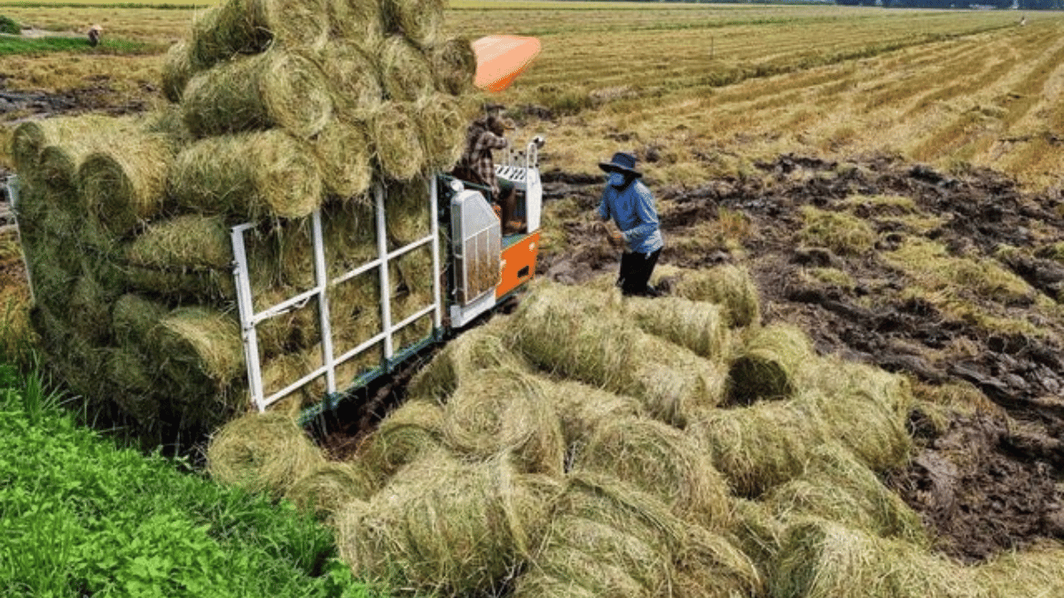 Nông nghiệp tuần hoàn: Xu hướng tất yếu trong phát triển bền vững