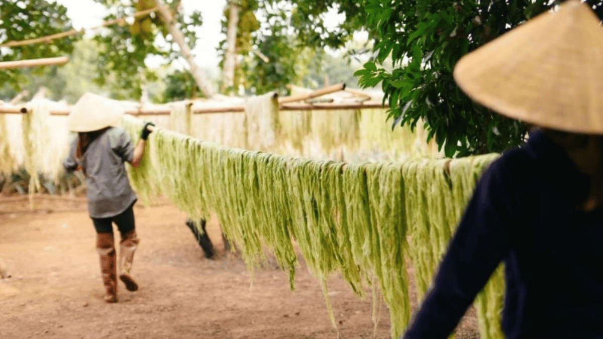 Gom lá quả dứa từ 200 ha vùng trồng để sản xuất vải thân thiện