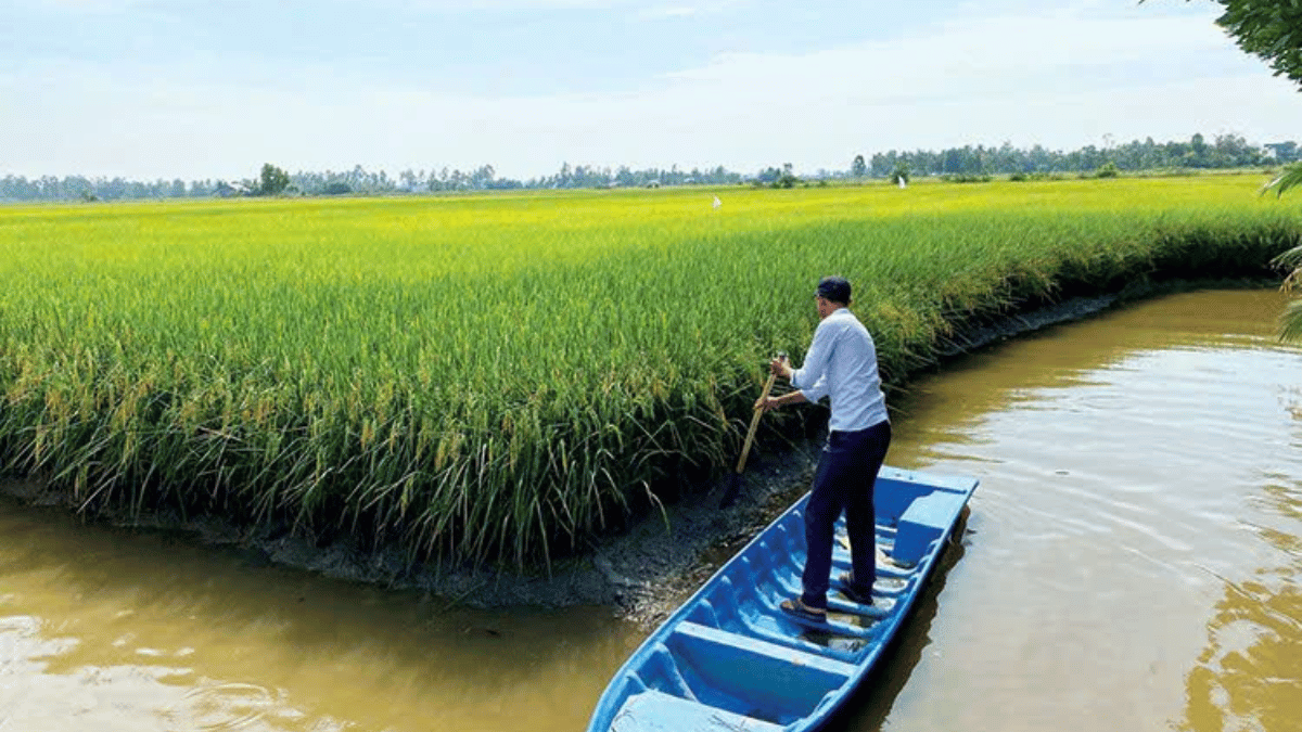 Mô hình sản xuất lúa phát thải thấp: Vị thế mới của nông nghiệp Đồng Bằng Sông Cửu Long