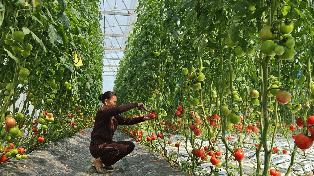 Về quê… làm nông nghiệp xanh