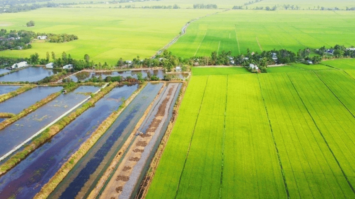 Canh tác lúa ‘thuận thiên’ ở Đồng bằng sông Cửu Long có thể giảm phát thải gần 11 triệu tấn CO2 mỗi năm