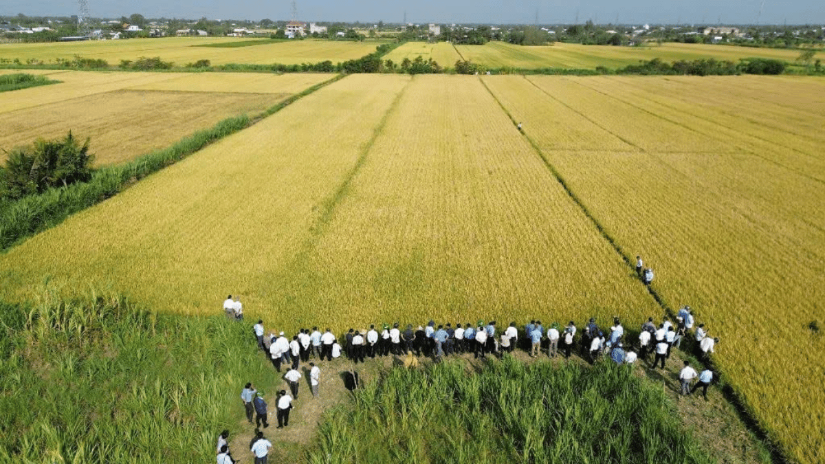 Đồng Tháp trước bước ngoặt nông nghiệp xanh, thông minh, phát thải thấp