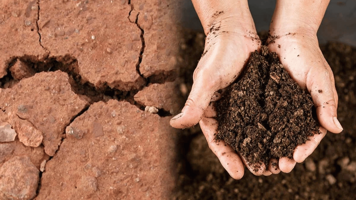 Bài toán phân bón và hướng đi mới cho nông nghiệp bền vững hiện đại