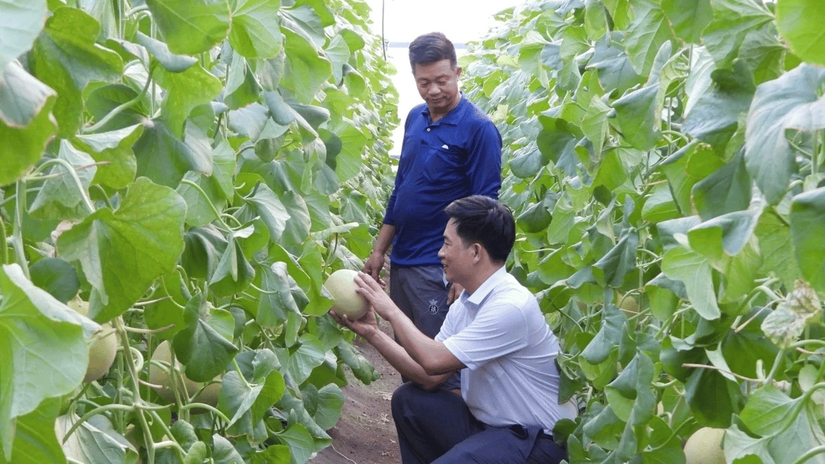 Liên kết sản xuất: Trồng ‘sạch’ để nâng tầm nông sản